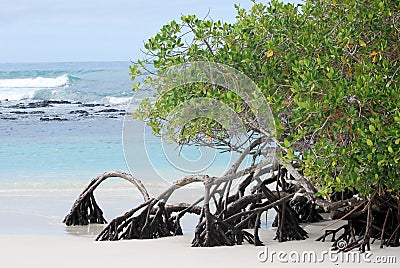 Mangrove trees growing at beach Galapagos Island Stock Photo